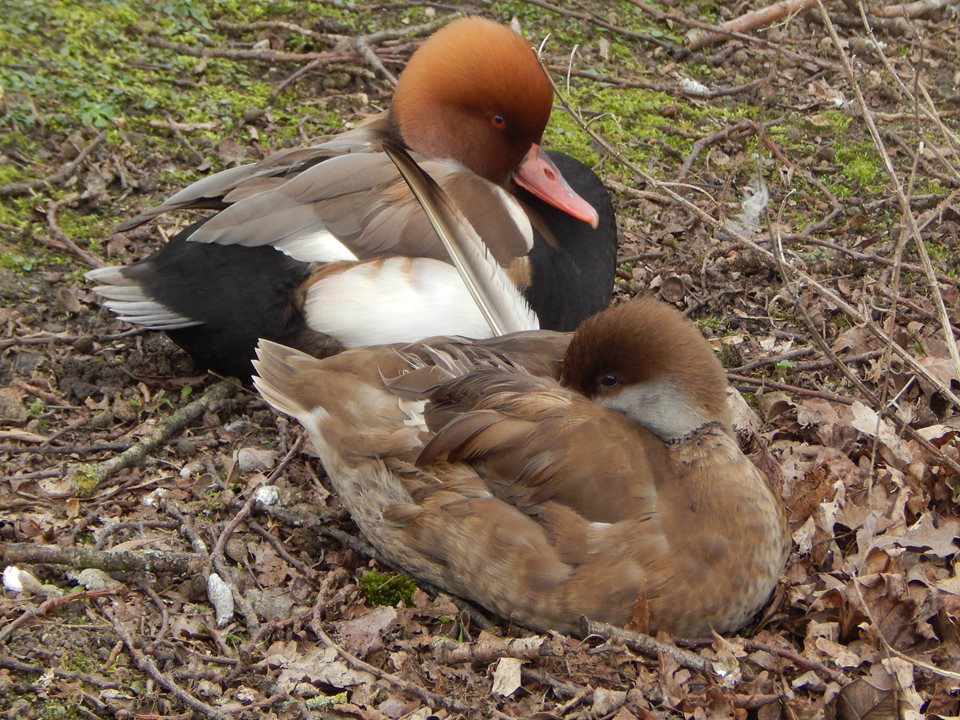 Main image for Spring has nearly Sprung: A trip to Blackpool Zoo article