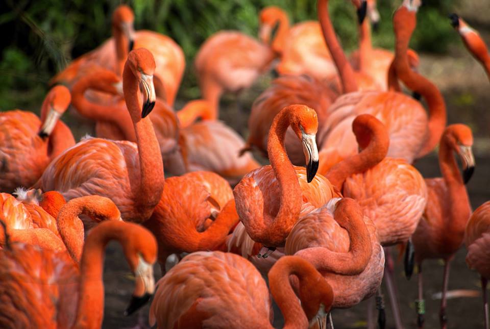 Main image for It's All Flamingo-Go-Go in the Bird Nursery! article