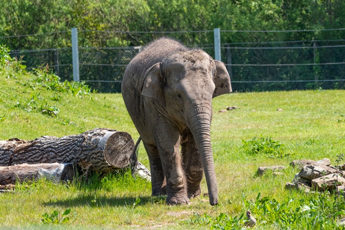 Blackpool Zoo