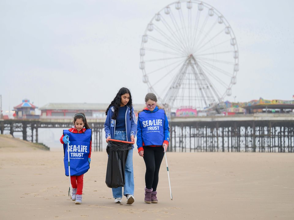 Main image for SEA LIFE and Girlguiding Launch Sea Savers article