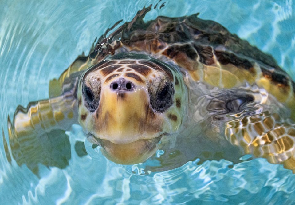 Main image for Sea Life Turtle Update  article