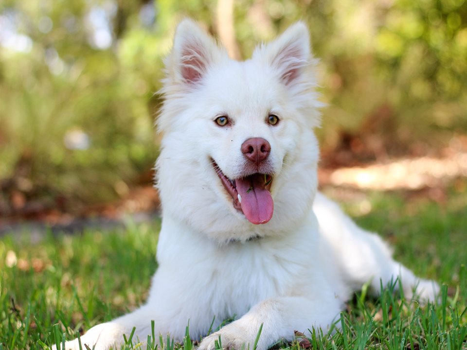 Main image for BARK in Stanley Park article