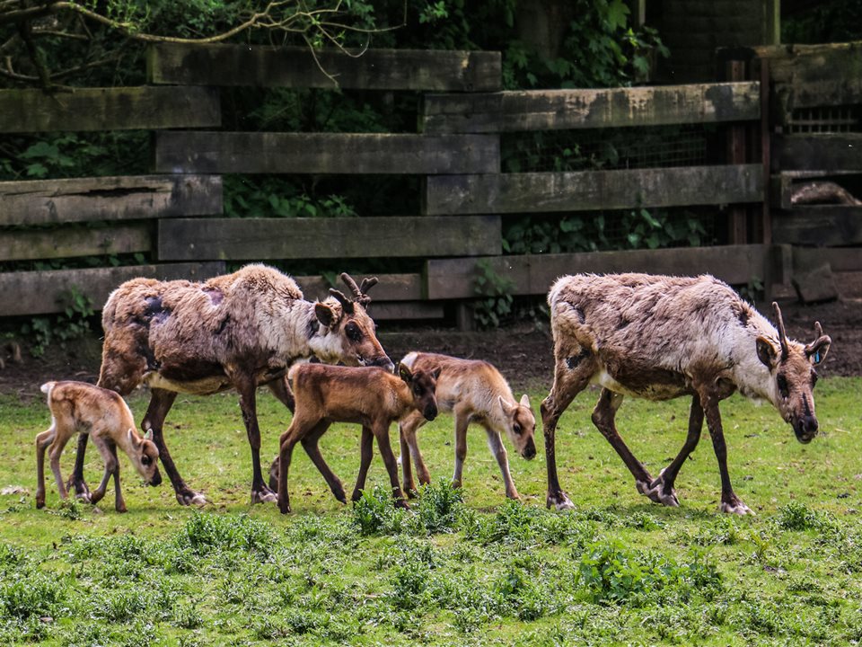 Main image for Christmas Comes Early at Blackpool Zoo with a ‘Sleigh Full’ of New-Born Reindeer! article