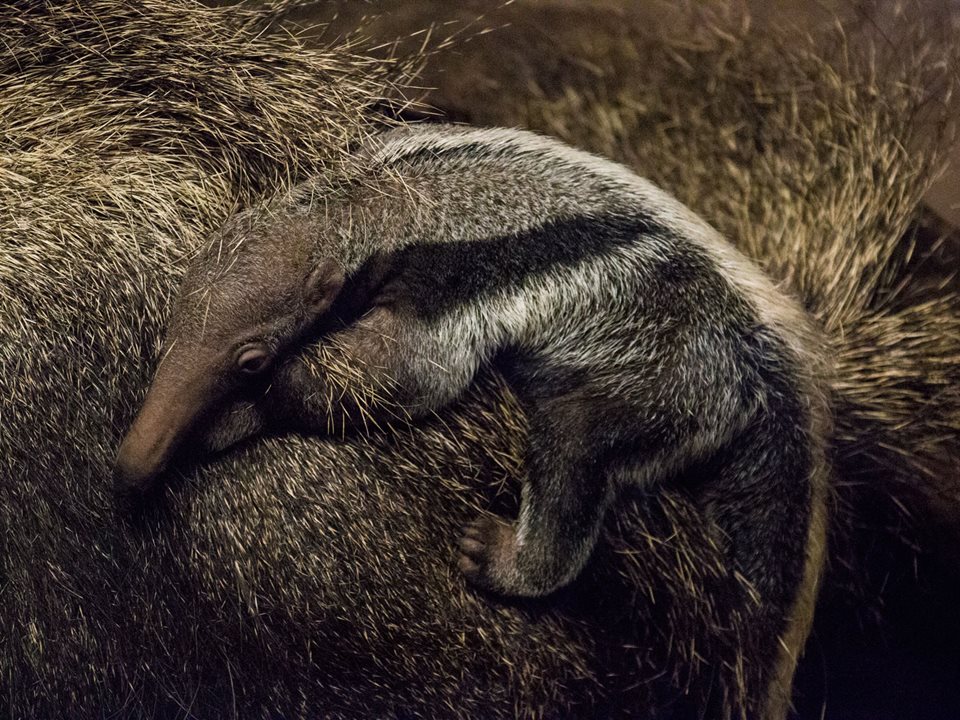 Main image for Baby ‘giant’ born at Blackpool Zoo! article