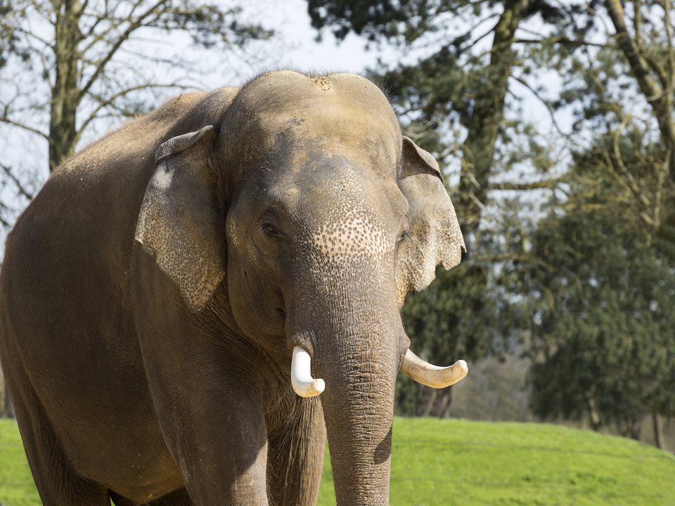 Main image for Blackpool welcomes first bull elephant to multi-million pound development article