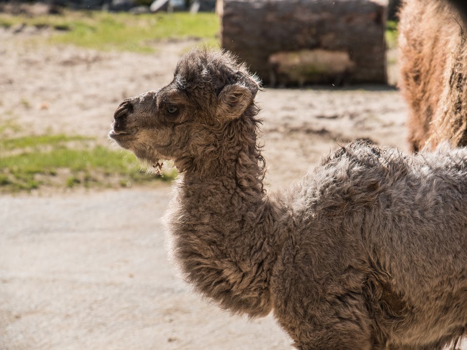 Main image for Special Delivery at Blackpool Zoo - Named After New Royal! article