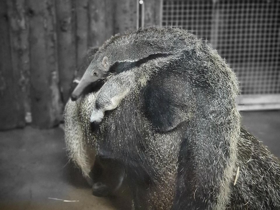 Main image for Giant Bubble at Blackpool Zoo! article