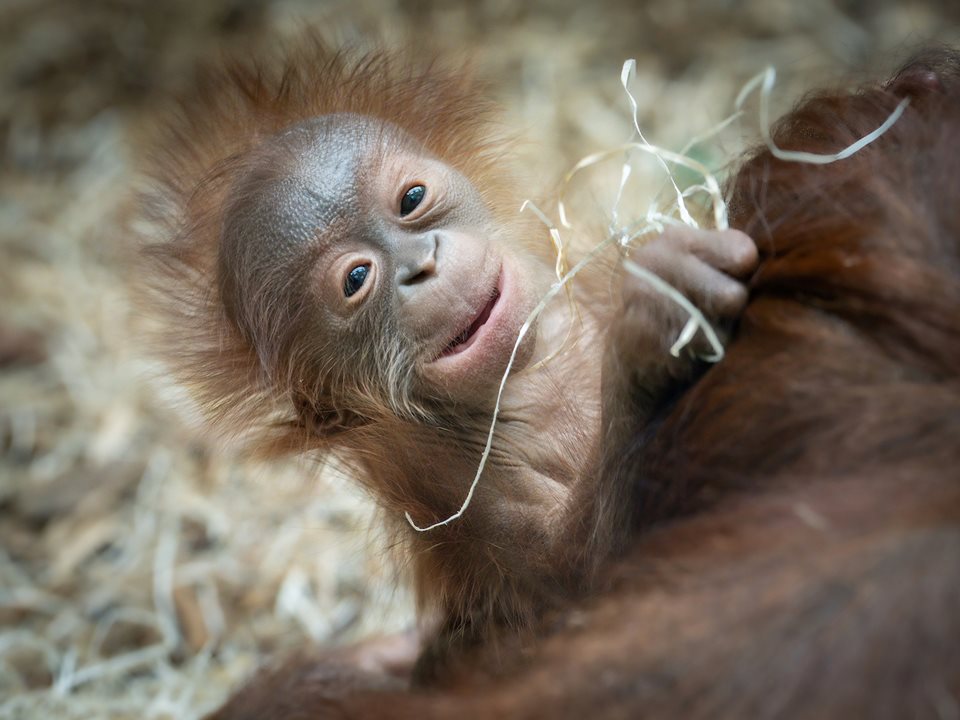 Main image for Blackpool Zoo Orangutan Baby Name Request article