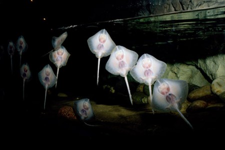 Main image for Ray Babies Thriving In New Nursery article