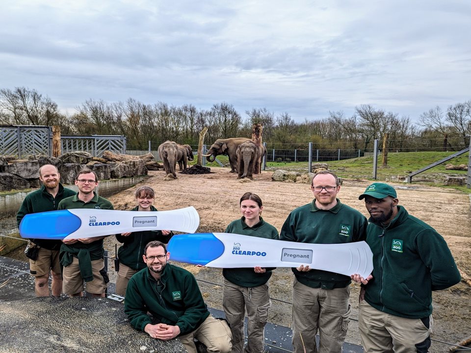 Main image for Have you HERD the elephant-astic news at Blackpool Zoo!? article