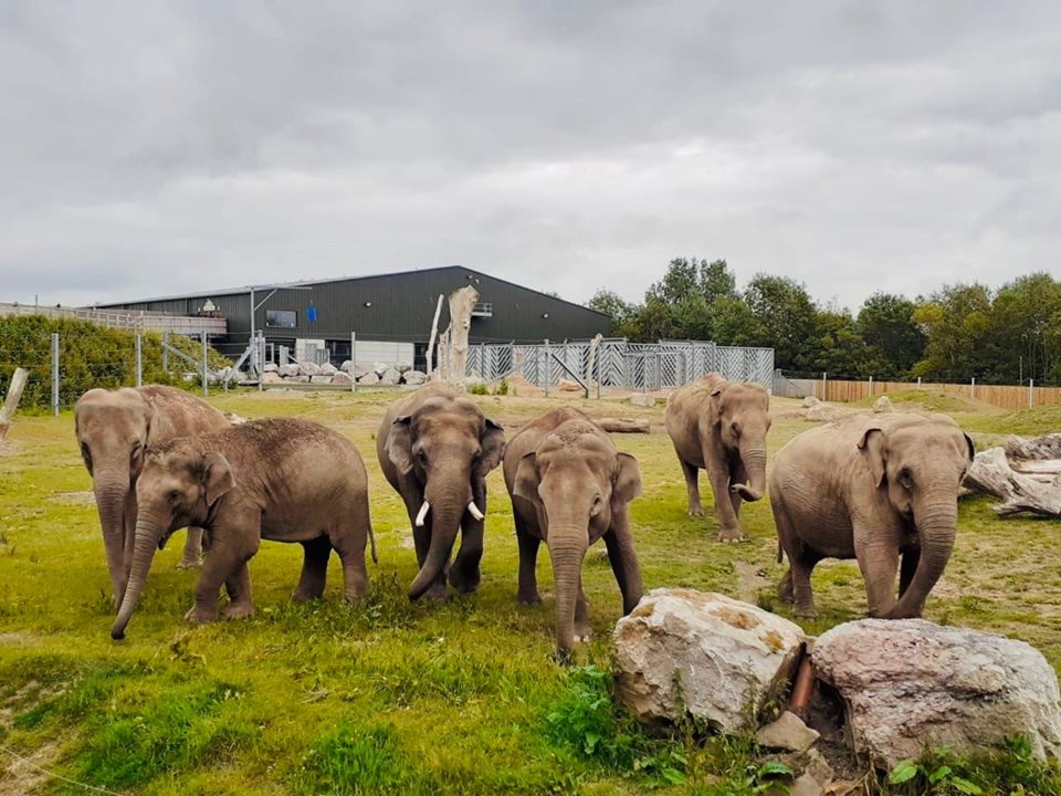 Main image for Pregnancy testing with supersized glittery poo at Blackpool Zoo article