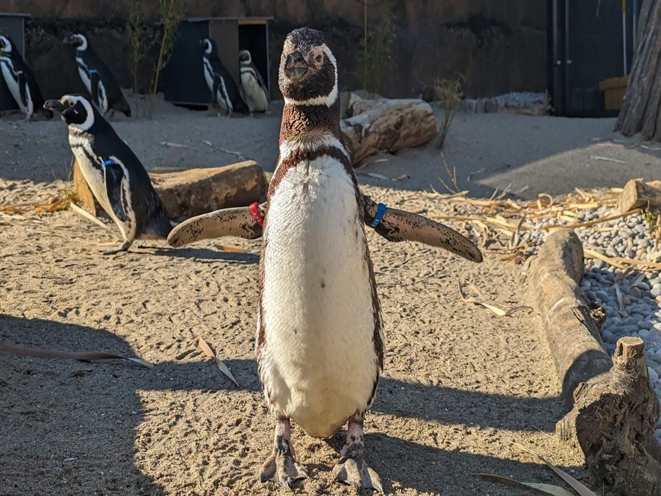 Main image for Blackpool Zoo Penguins Ready To Net Fish & Chill article