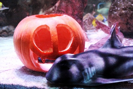 Main image for Spooktacular species make a splash at SEA LIFE Blackpool this October Half Term article