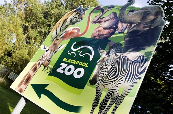 Main image for Record Summer Numbers Expected at Blackpool Zoo article