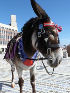 Main image for Donkey star is set to steal the limelight in new production of Carmen article