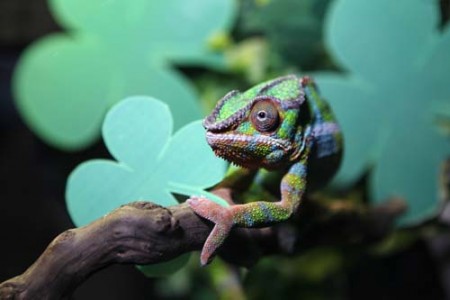 Main image for Top of the morning to you!  Charlie the Chameleon goes green for St Patrick’s Day article