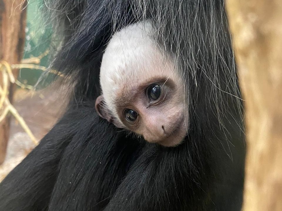 Main image for Coronation of a King (colobus monkey) article