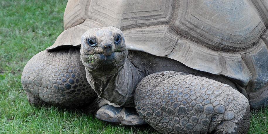 Tortoise at Blackpool Zoo