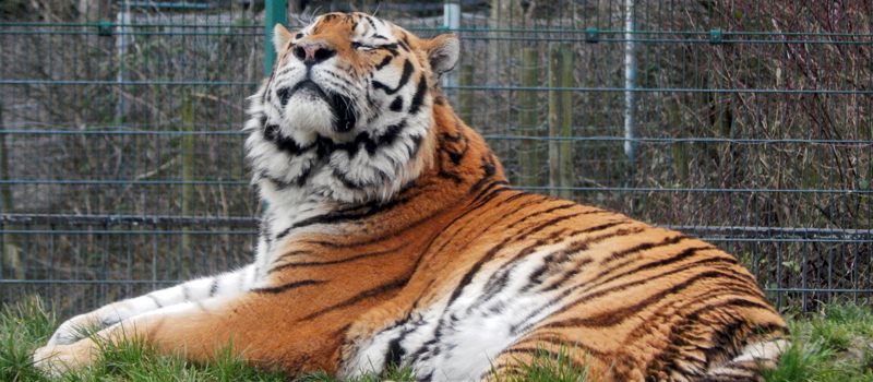 Tiger at Blackpool Zoo