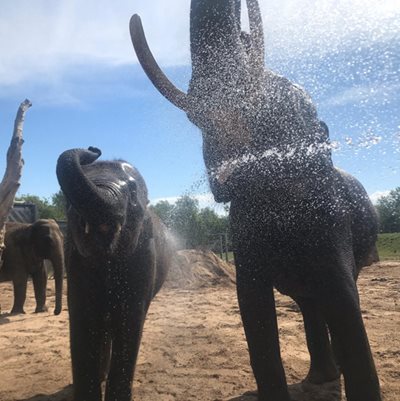 Blackpool Zoo elephants enjoy a shower