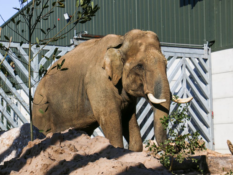 Main image for Emmett the elephant arrives in Blackpool!  article