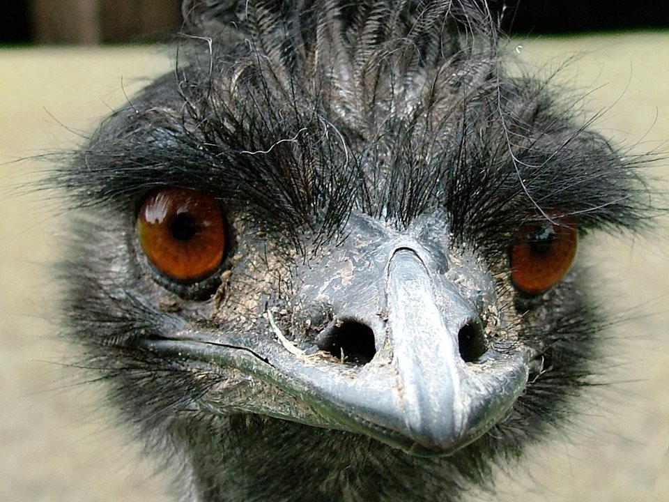 Main image for Ollie the Emu turns 40 article