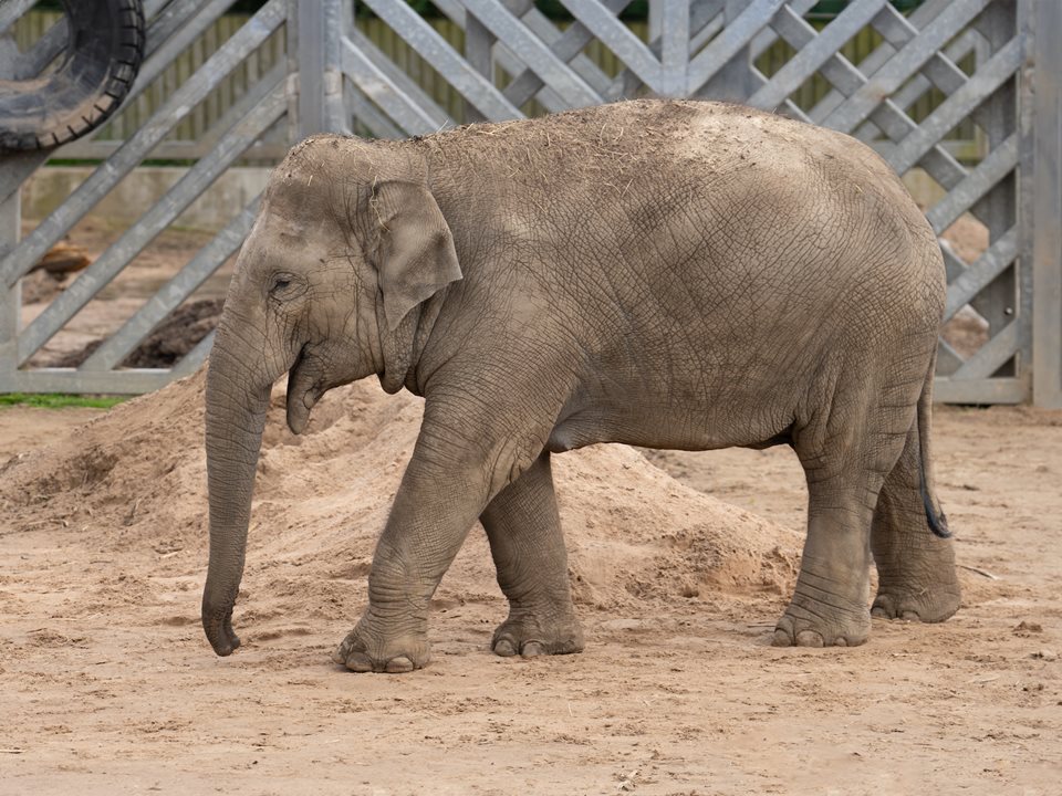 Main image for Blackpool Zoo prepare for super-sized arrivals article