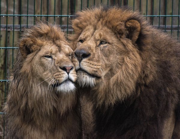 Blackpool zoo lions