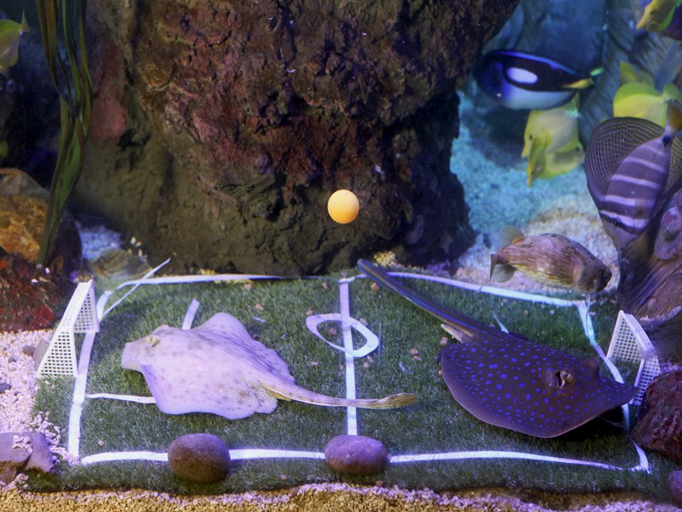 Main image for Football-mad fish fanatics at SEA LIFE Blackpool article