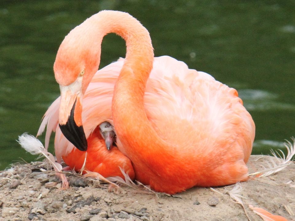 Main image for Flamboyance of Flamingos article