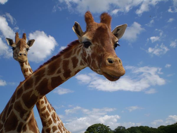 Giraffes at Blackpool Zoo