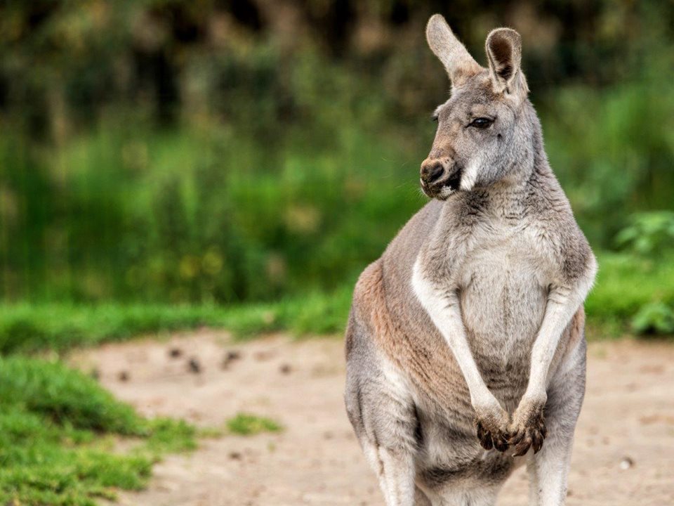 Main image for Blackpool Zoo to raise funds for Australian wildlife crisis article