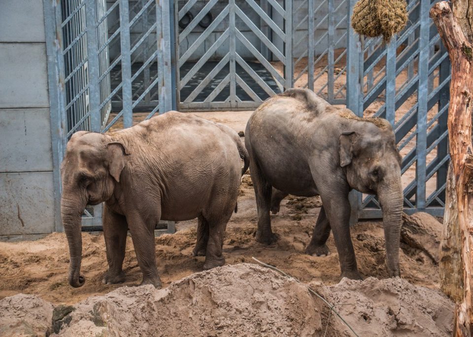 Main image for Doors Open on Project Elephant Base Camp article