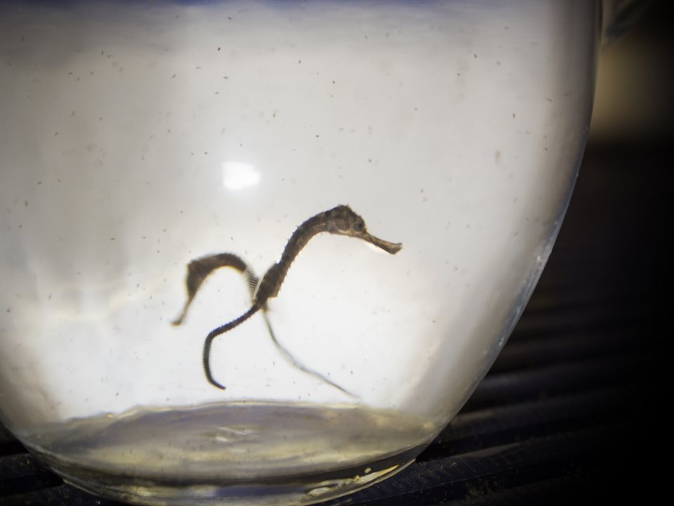 Main image for Daddy's Boys: Baby Seahorses Go On Display at SEA LIFE Blackpool article