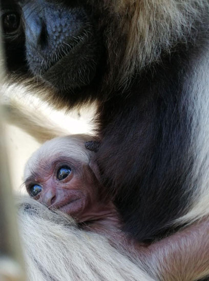 Main image for Guess Who's Gibbon Birth? article