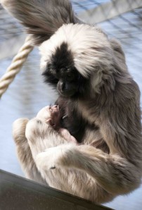 Main image for FESTIVE FUN AT BLACKPOOL ZOO article