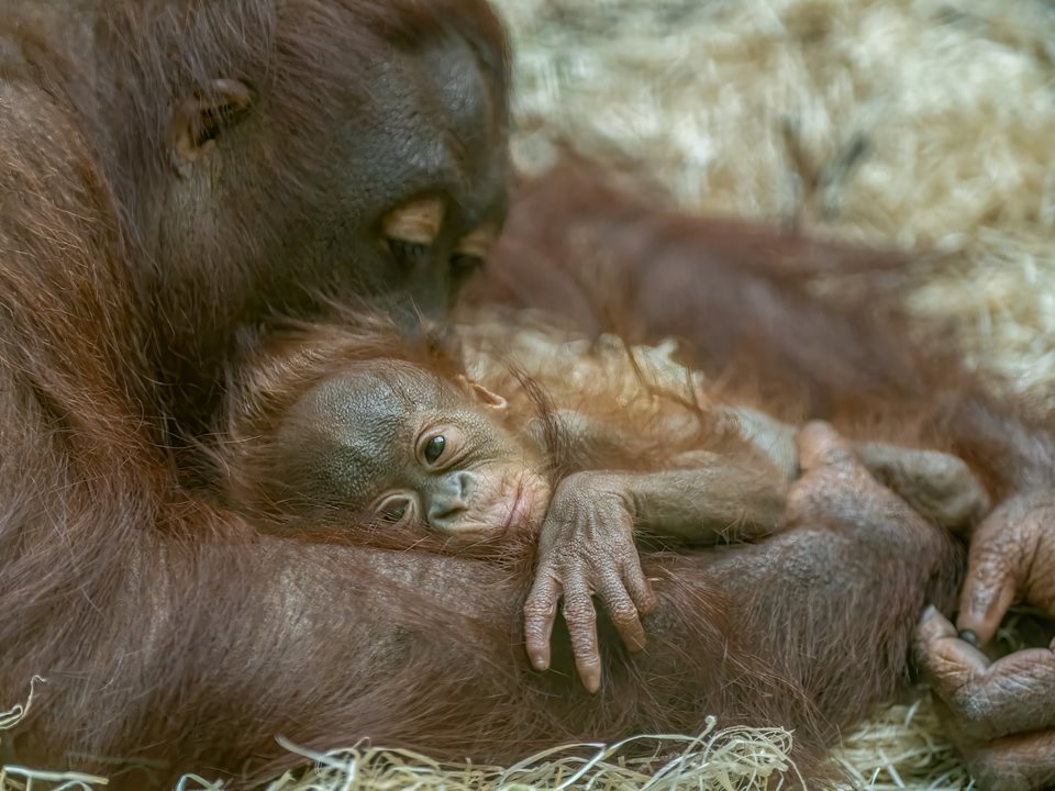 Main image for Public chooses ‘rare’ name for Blackpool Zoo’s baby orangutan  article