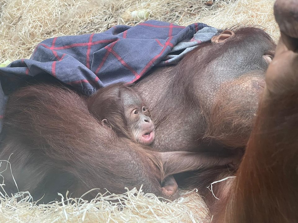 Main image for Critically endangered orangutan born at Blackpool Zoo article