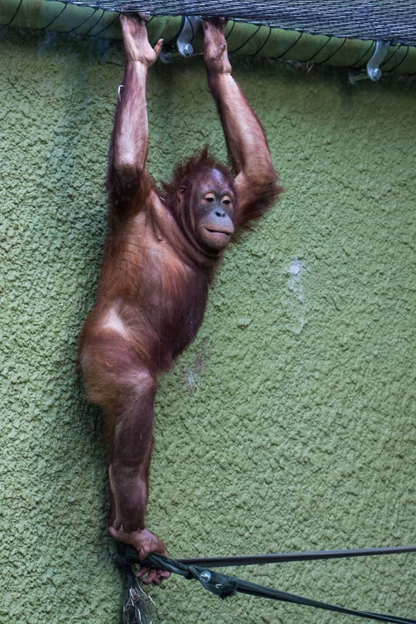 Blackpool zoo orangutans