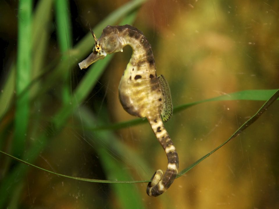 Main image for Fishy Father's Day Facts Show Marine Life to be Superdads! article