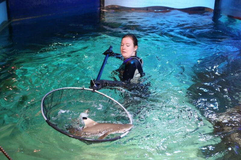 Main image for Baby shark twins celebrate their first birthday at SEA LIFE article