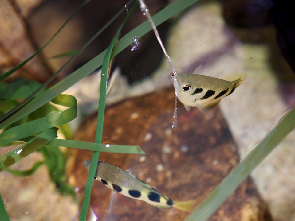 Main image for Double Top For Sea Life as Dart Stars Hit the Target in Blackpool article