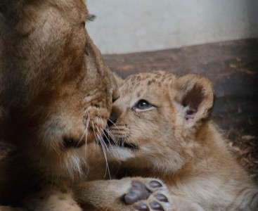 Main image for Blackpool Zoo releases stunning pictures to celebrate World Lion Day! article