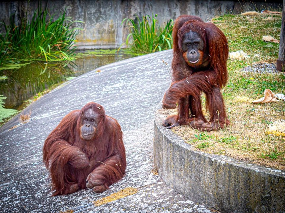 Main image for High hopes for Blackpool Zoo baby boom article