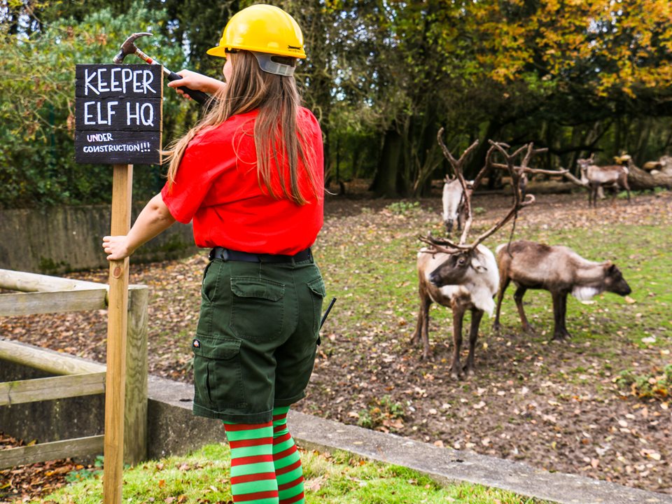 Main image for Santa set to pay flying visits to reindeers! article