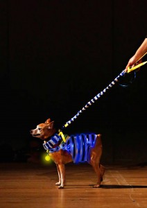 Main image for FIDO FASHIONISTAS TAKE TO THE PROM FOR ILLUMINATING PARADE article