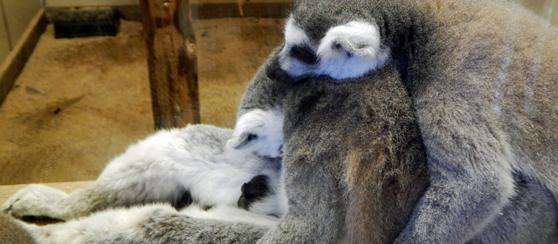 Lemurs at Blackpool Zoo