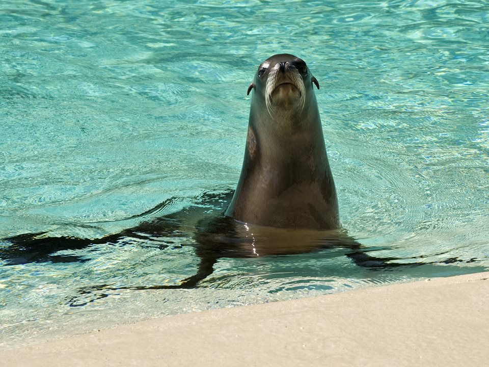 Main image for Blackpool Zoo’s September heatwave article