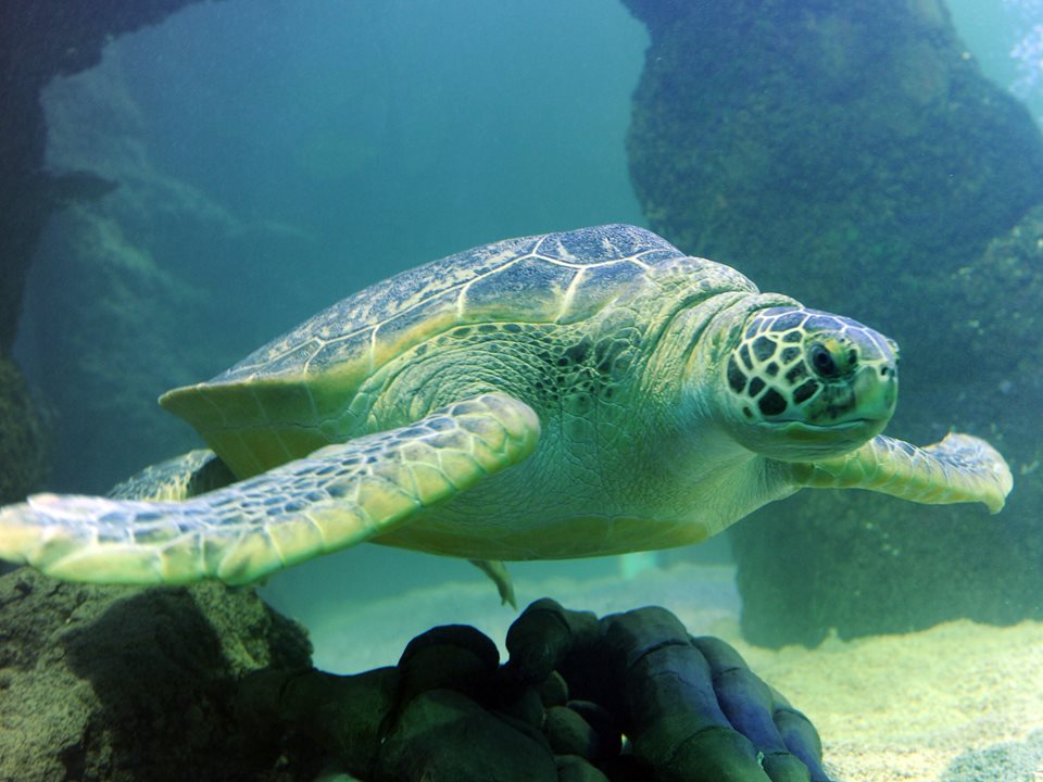 Main image for Popular Giant Sea Turtle Lulu set to wave a cheery goodbye to friends at SEA LIFE Blackpool  article