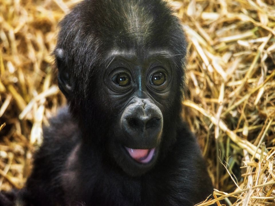 Main image for Five Month Old Gorilla Takes its First Steps . . . article